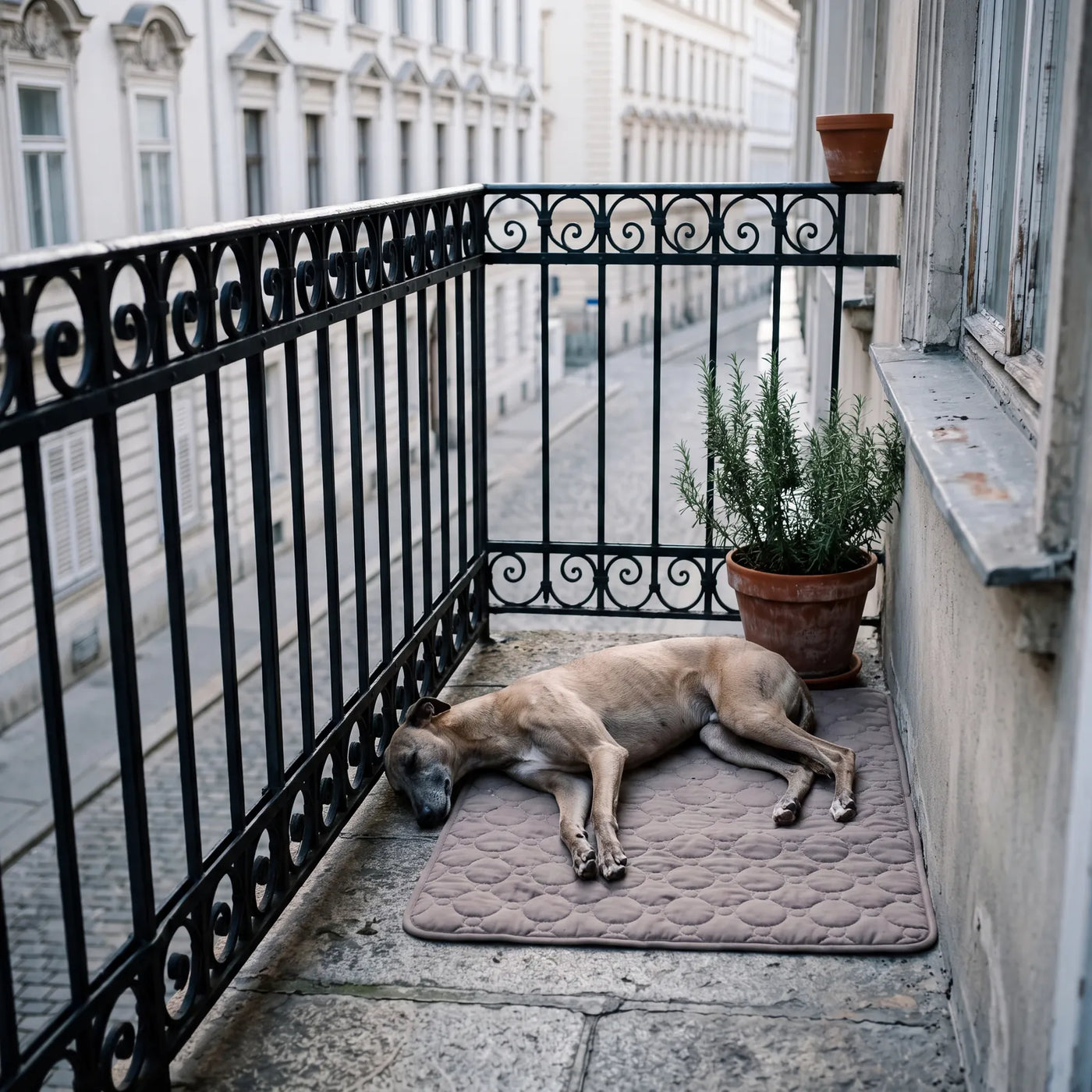 Whippet liegt ausgestreckt auf einer taupefarbenen SOVA Kühlmatte auf einem Wiener Balkon