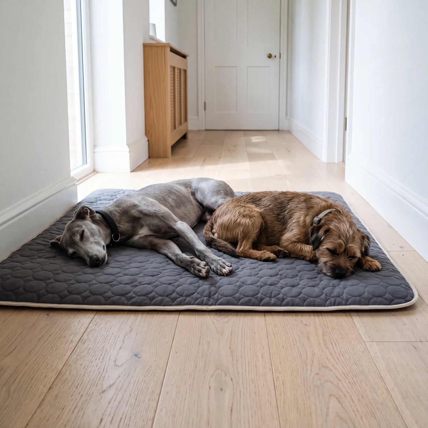Zwei Hunde liegen nebeneinander auf einer graphitfarbenen SOVA Kühlmatte in Größe XL